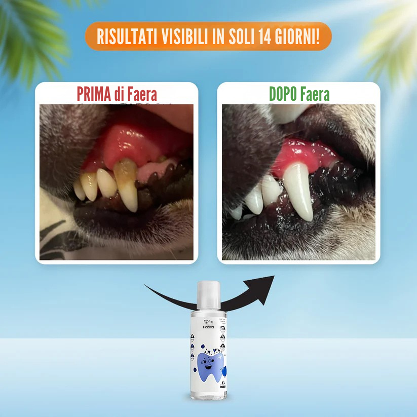 Faera Health – Hundeangebot